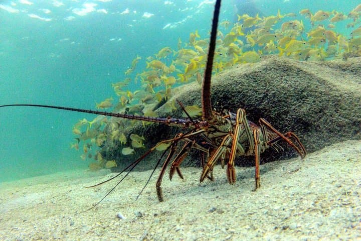 Roatán Monkey & Sloths Sanctuary and Sandbar Snorkel Adventure photo 3