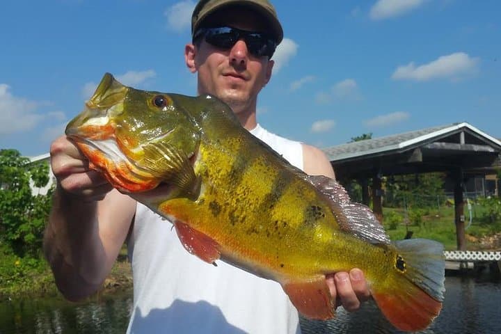 Peacock Bass Fishing in Boynton Beach — Private Guided Boat Trip (4–8 hrs) photo 2