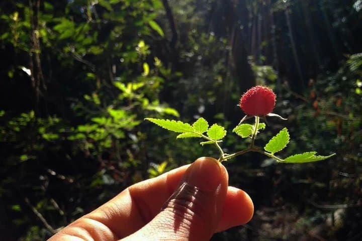 Sunrise Trek to Mount Klabat: Private Early-Morning Hike from Manado photo 4
