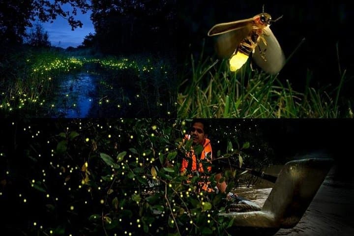 Kuala Selangor Firefly Cruise: Night Boat Tour and Seafood Dinner from Kuala Lumpur photo 2