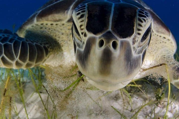 Tulum Turtle & Cenote Snorkeling Adventure — Snorkel Reefs and Swim a Mayan Cenote photo 1