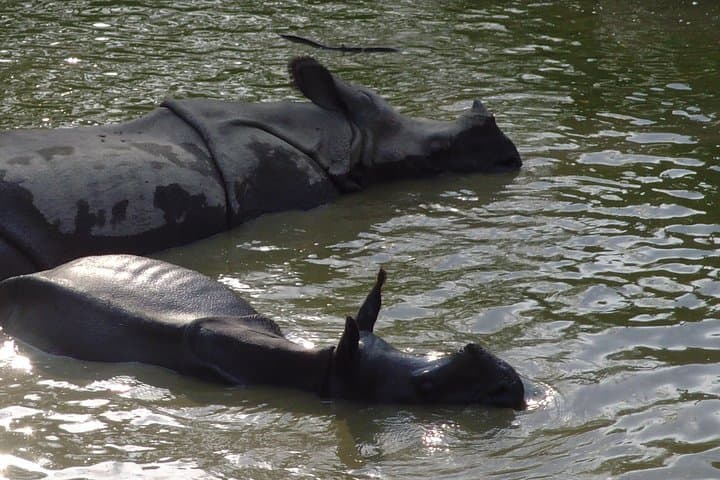 Chitwan National Park 3-Day Wildlife Safari: Jeep, Canoe & Tharu Culture