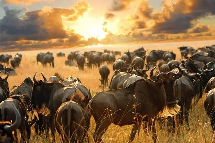 9-Day Classic Kenya Safari: Masai Mara, Nakuru, Naivasha, Amboseli & Tsavo