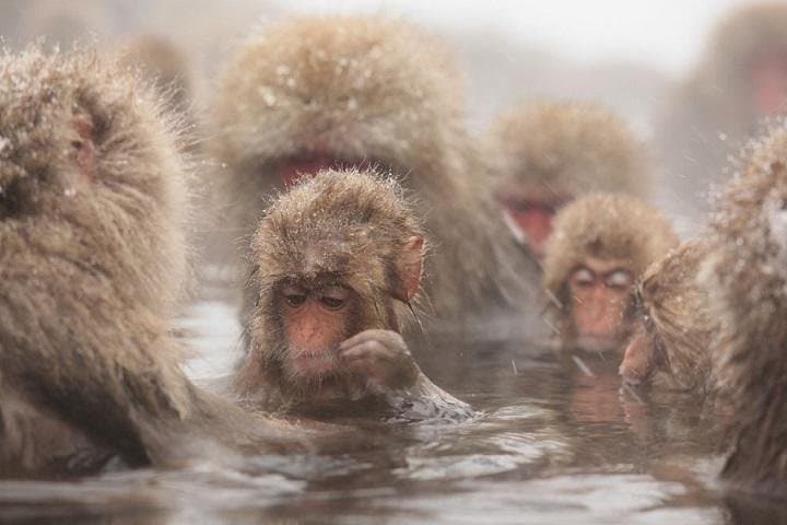 Nagano Snow Monkey Day Trip from Tokyo with Beef Sukiyaki Lunch photo 2