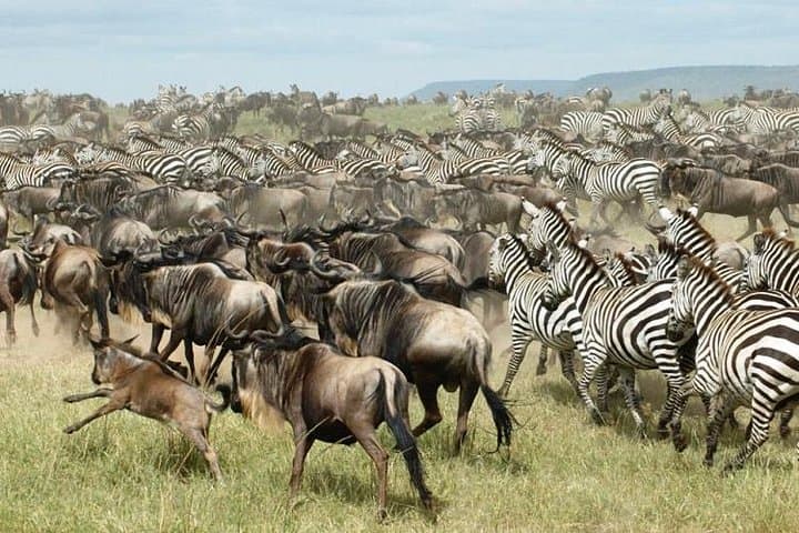 7-Day Kenya Extreme Safari: Amboseli, Lake Naivasha & Maasai Mara Wildlife Adventure photo 4