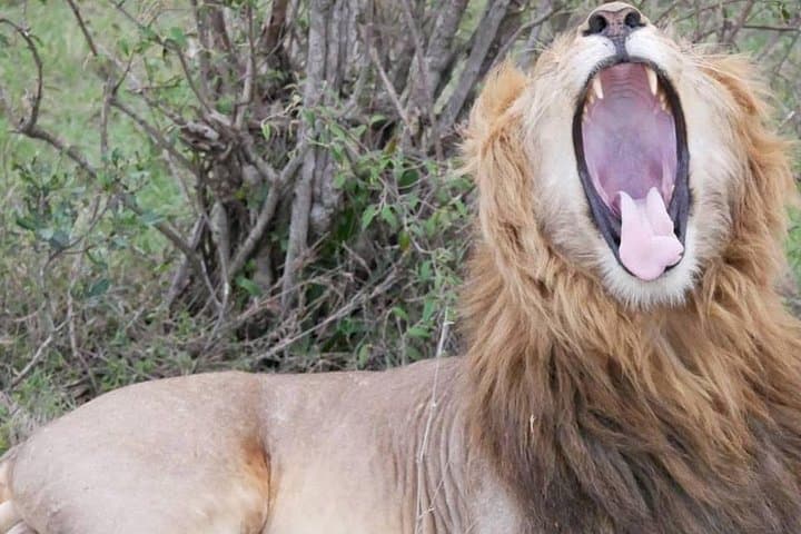 3-Day Private Maasai Mara Safari: Big Cats, Wildebeest Migration & Tented Camp photo 6