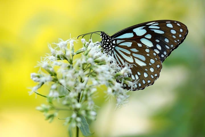 Sri Lanka Butterfly Trail: 11-Day Sinharaja to Sigiriya Wildlife Tour