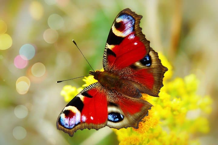 Sri Lanka Butterfly Trail: 11-Day Sinharaja to Sigiriya Wildlife Tour photo 4