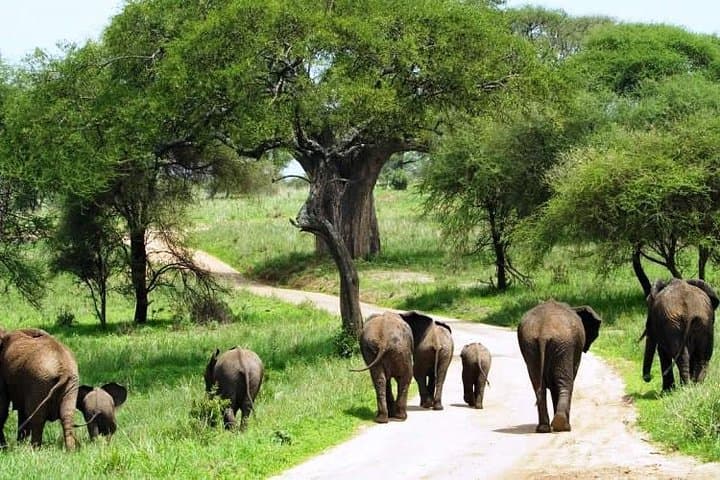 10-Day Great Migration Safari: Masai Mara, Lake Nakuru & Samburu photo 3