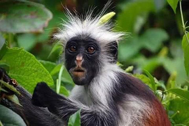 Explore Jozani Forest: Red Colobus & Mangrove Boardwalk Tour photo 2