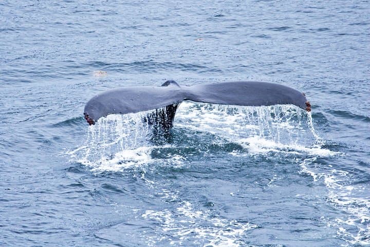 Icy Strait Whale Watching: Humpbacks, Orca & Coastal Wildlife from Icy Strait Point photo 4
