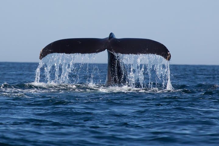 Icy Strait Whale Watching: Humpbacks, Orca & Coastal Wildlife from Icy Strait Point photo 5
