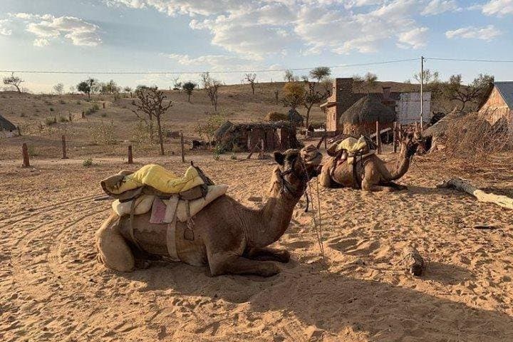Sunset Camel Safari & Osian Temple Day Trip from Jodhpur photo 2