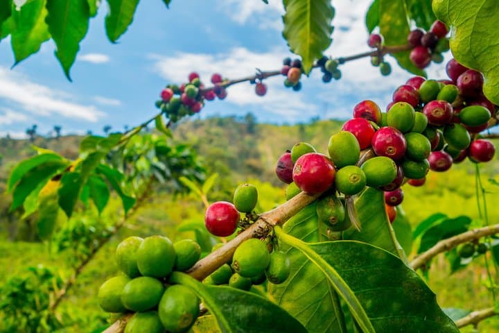 Private Bucaramanga Coffee & Gastronomic Tour: Hacienda Visit and Tastings