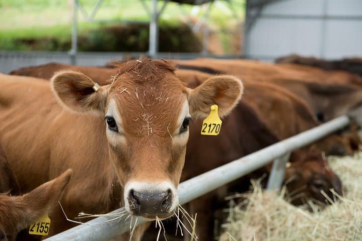 Corso Lecheria Tour: Dairy Farm, Cheese Tasting & Strawberry Fields near Alajuela