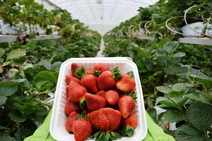 Corso Lecheria Tour: Dairy Farm, Cheese Tasting & Strawberry Fields near Alajuela photo 3