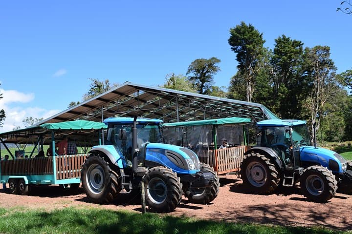 Corso Lecheria Tour: Dairy Farm, Cheese Tasting & Strawberry Fields near Alajuela photo 5