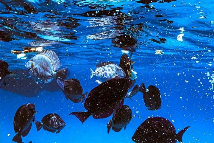 VIP Morning Champagne Sailing and Snorkel Cruise with Lagoon Lunch in Aruba photo 4