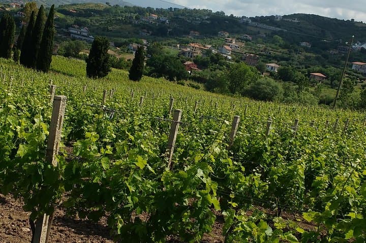 Paestum Temples, Bufala Mozzarella & Cilento Wine Tasting from Castellabate photo 6