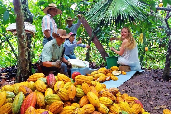 Private Cacao Farm Tour in Santander: Ruitoque Chocolate Experience