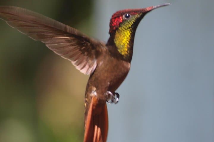 Argyle Waterfall & Adventure Farm: Tobago Waterfall Swim and Hummingbird Viewing photo 2