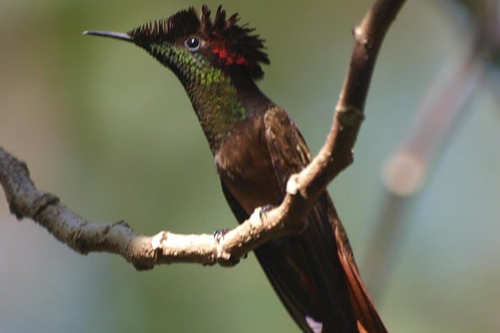 Argyle Waterfall & Adventure Farm: Tobago Waterfall Swim and Hummingbird Viewing photo 3