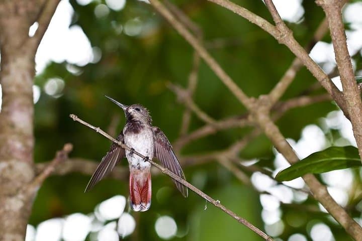 Argyle Waterfall & Adventure Farm: Tobago Waterfall Swim and Hummingbird Viewing photo 5