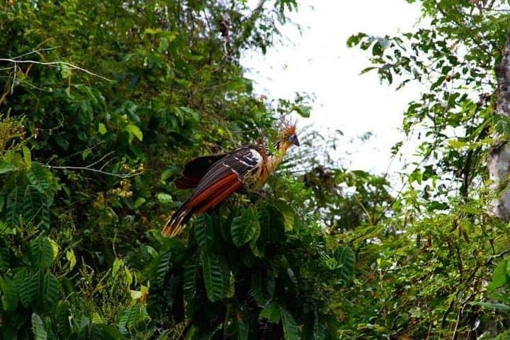 Eco Jungle 3-Day Tambopata Expedition: Sandoval Lake, Canopy Walk & Wildlife Viewing photo 2