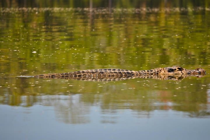 Eco Jungle 3-Day Tambopata Expedition: Sandoval Lake, Canopy Walk & Wildlife Viewing photo 4