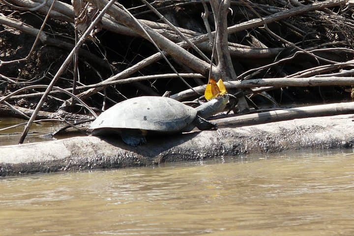Amazon Jungle Eco Adventure: 4-Day Monte Amazonico Lodge Experience photo 3