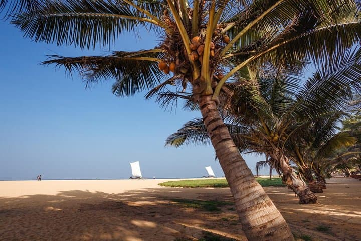 Adventurous East: 12-Day Sri Lanka Cultural, Wildlife & Coastal Tour photo 5