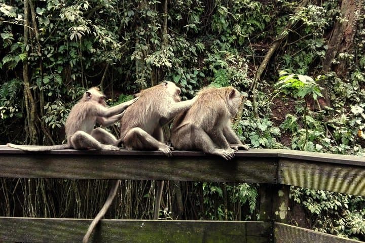 Ubud Surroundings Tour: Monkey Forest, Rice Terraces & Holy Springs