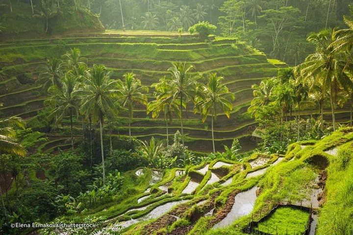 Ubud Surroundings Tour: Monkey Forest, Rice Terraces & Holy Springs photo 2