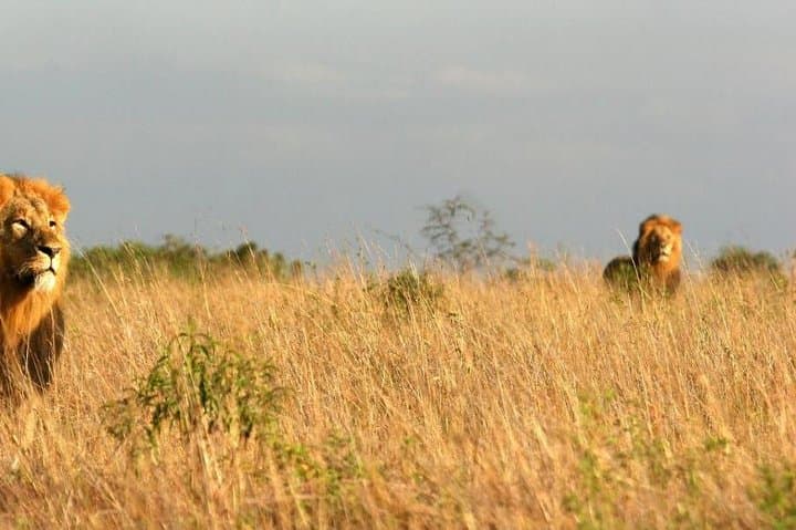 10-Day Great Migration Safari: Masai Mara, Lake Nakuru & Samburu photo 6