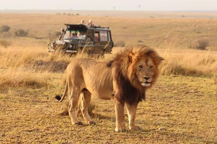 7-Day Tanzania Migration Safari: Serengeti, Ngorongoro & Olduvai Gorge photo 6