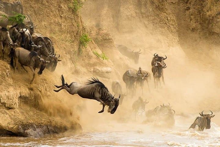 6-Day Masai Mara Wildebeest Migration Safari — Witness the Great Migration and Big Five photo 1