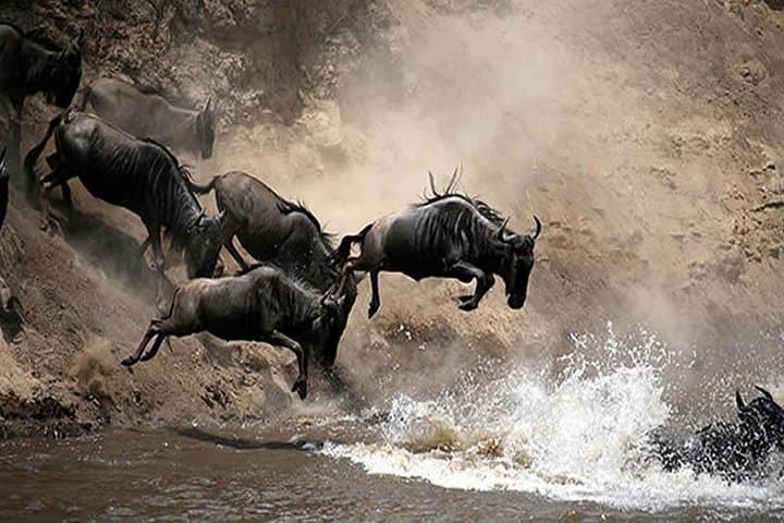 6-Day Masai Mara Wildebeest Migration Safari — Witness the Great Migration and Big Five photo 2
