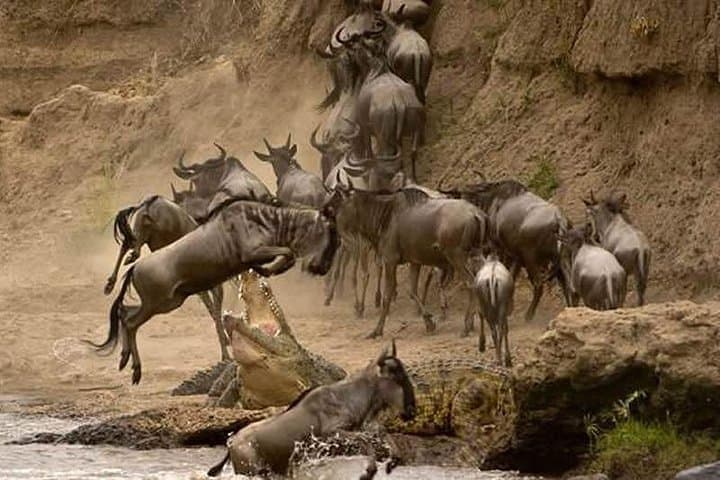 6-Day Masai Mara Wildebeest Migration Safari — Witness the Great Migration and Big Five photo 3
