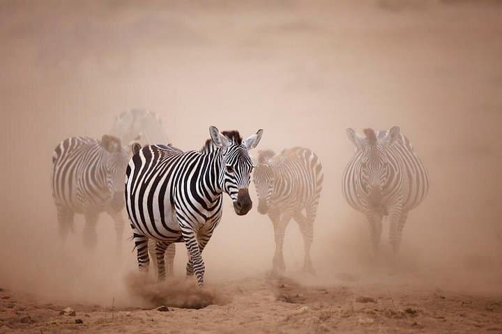2-Day Tsavo West Safari: Mzima Springs & Game Drives from Mombasa photo 3