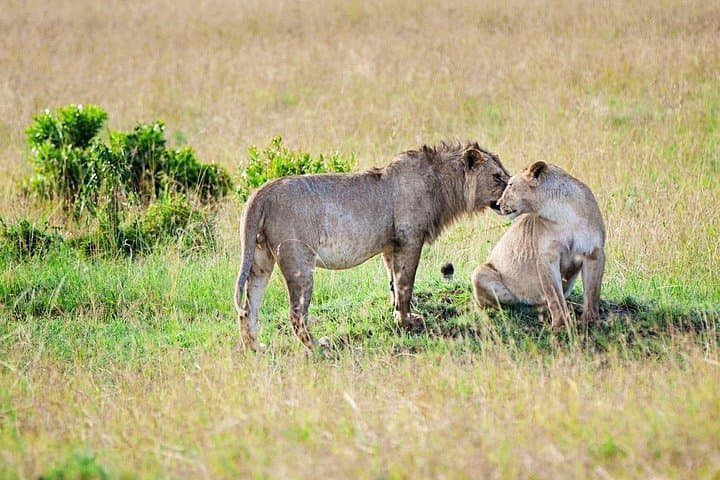 2-Day Tsavo West Safari: Mzima Springs & Game Drives from Mombasa photo 4