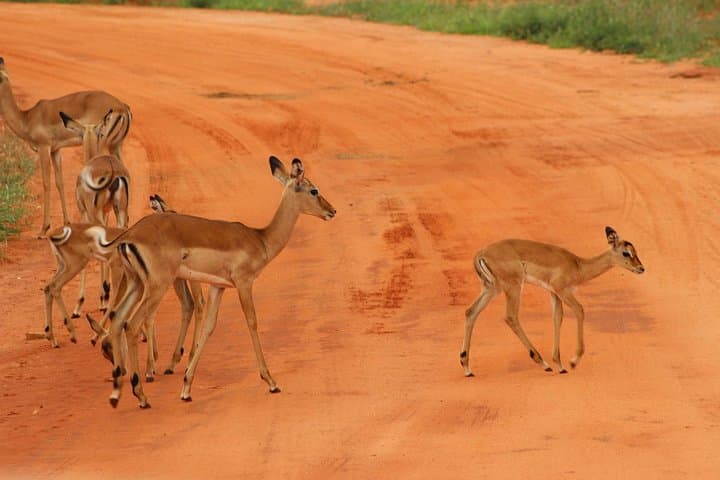 3-Day Private Safari from Mombasa: Tsavo East & Amboseli Wildlife Circuit photo 2