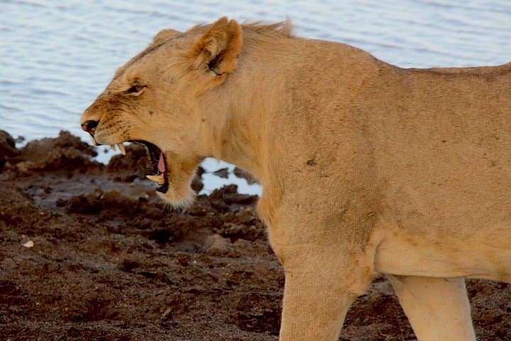 2-Day Tsavo East Safari: Big Five Drives from Mombasa to Voi photo 1