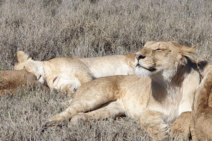 4-Day Tarangire-Serengeti-Ngorongoro-Manyara Safari — Wildebeest Migration & Big Five Game Drives photo 1