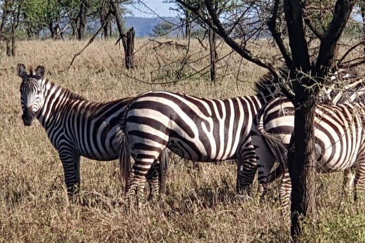 4-Day Tarangire-Serengeti-Ngorongoro-Manyara Safari — Wildebeest Migration & Big Five Game Drives photo 2