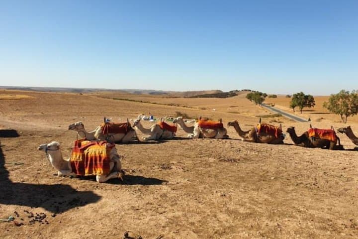 Agafay Desert & Atlas Day Trip from Marrakech: 4WD, Camel Ride & Imlil Hike photo 6