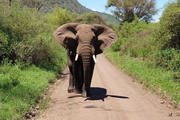 4-Day Tarangire-Serengeti-Ngorongoro-Manyara Safari — Wildebeest Migration & Big Five Game Drives photo 3