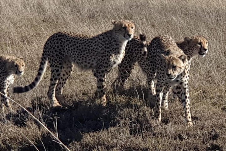 4-Day Tarangire-Serengeti-Ngorongoro-Manyara Safari — Wildebeest Migration & Big Five Game Drives photo 4