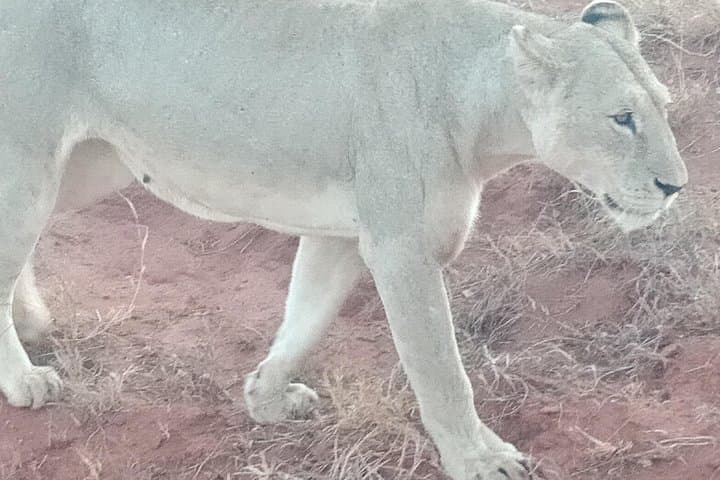 8-Day Masai Mara Migration Safari - Full Itinerary and Practical Guide photo 4