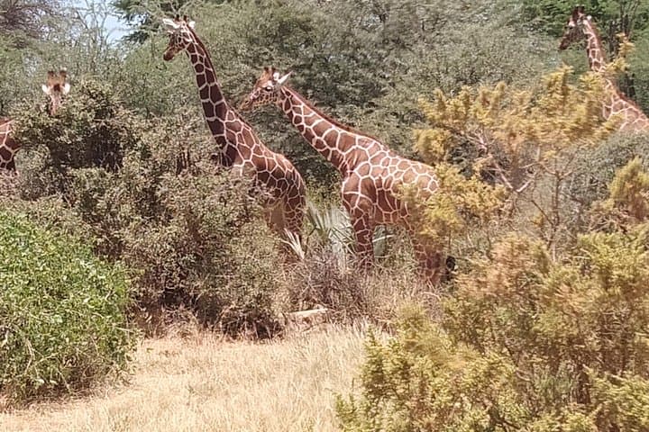 8-Day Masai Mara Migration Safari - Full Itinerary and Practical Guide photo 5