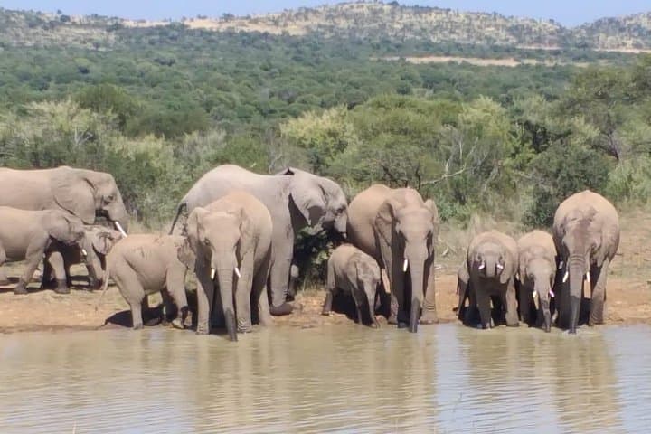 Pilanesberg National Park Full-Day Safari: Big Five, Birding & Volcanic Scenery photo 1